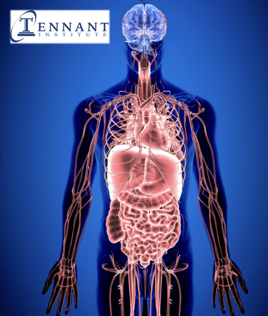 Body with Organs Blood Vessels TI LOGO from eBook